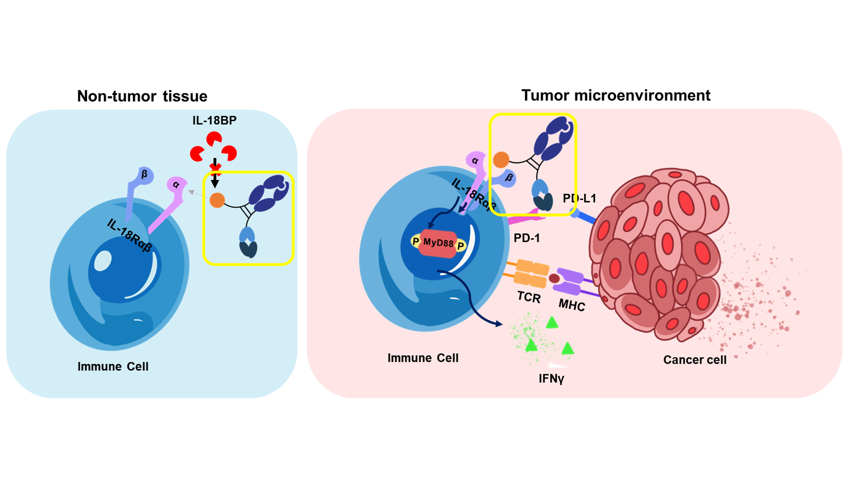 Galux to Present Preclinical Data on AI-Designed PD-1/IL-18v Immunocytokine at AACR 2026